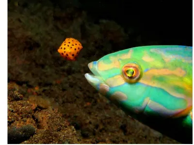 Trunkfish Almost Lunch