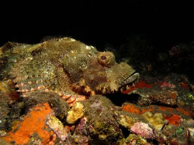 Watchful Scorpionfish