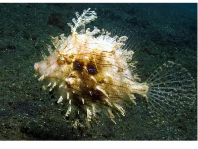 Weedy Filefish