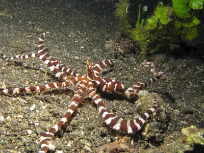 Wonderpus Octopus