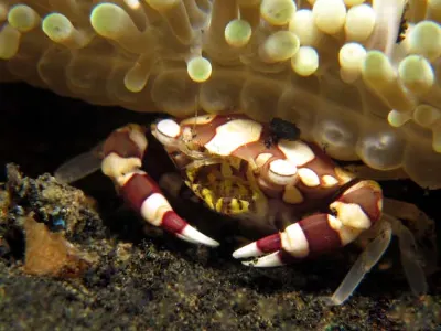 Anemone Crab