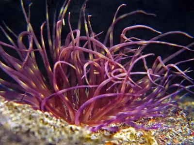 Anemone