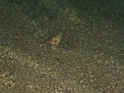 Black Saddled Snake Eel 2