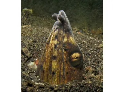 Black Saddled Snake Eel