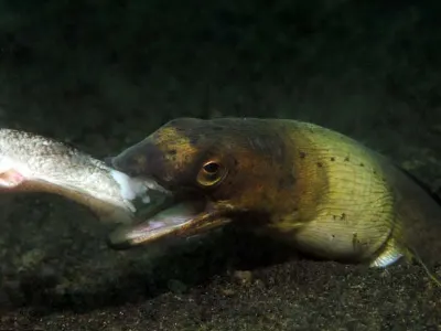 Black Saddled Snake Eel With Fish
