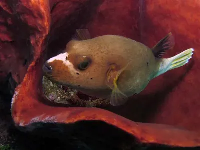 Black Spotted Puffer