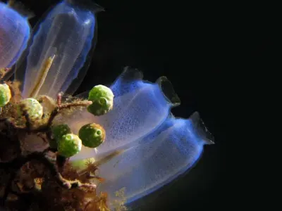 Blue Tunicates
