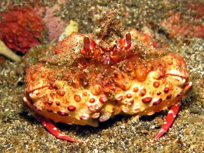 Box Crab