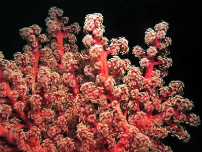 Broccoli Coral