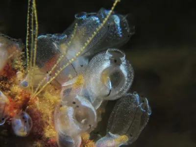 Bulb Tunicates