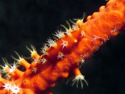 Camouflaged on Red Coral