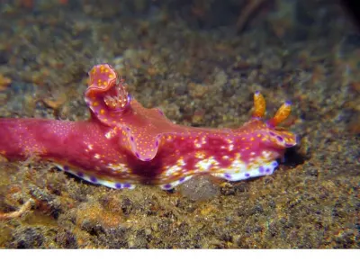 Ceratosoma