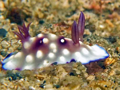 Chromodoris Juvenile