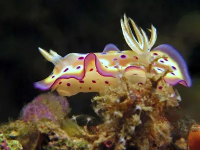Chromodoris Rudiani