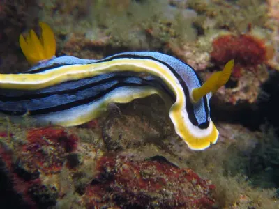 Chromodoris annae