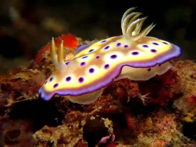 Chromodoris kuniei