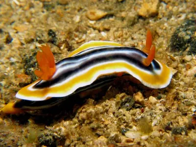 Chromodoris magnifica