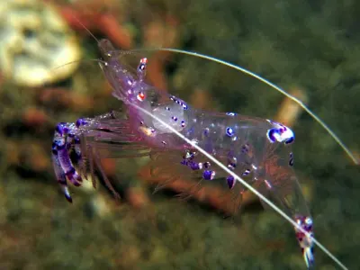 Cleaner Shrimp