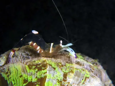 Cleaner Shrimp with Eggs