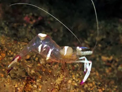 Cleaner Shrimp
