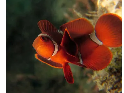 Clown Anemonefish