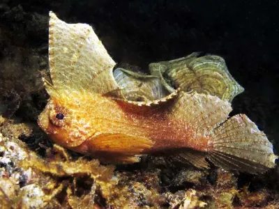 Cockatoo Waspfish