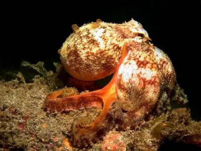 Coconut Octopus - When he grew tired of our photos, he took two half shells, crawled onto one and pulled the other one on top of him, leaving only his eyes visible.