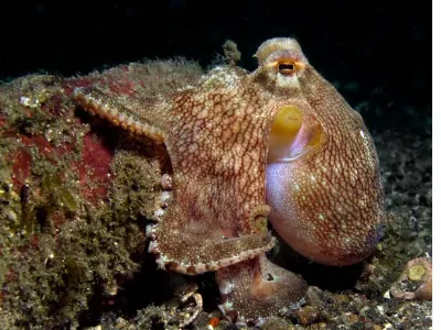 Coconut Octopus