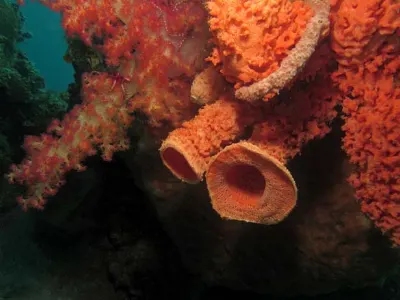 Coral Creations