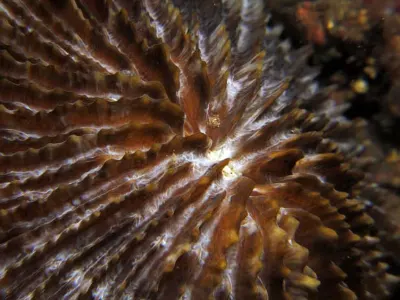 Coral Disk