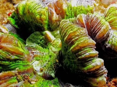 Corallimorph Macro