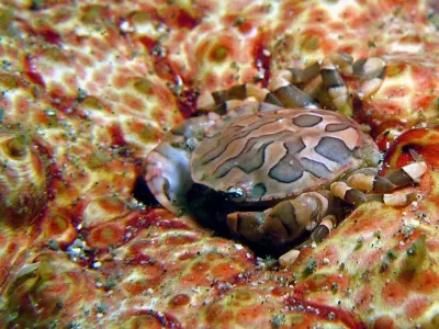 Crab on Sea Cucumber