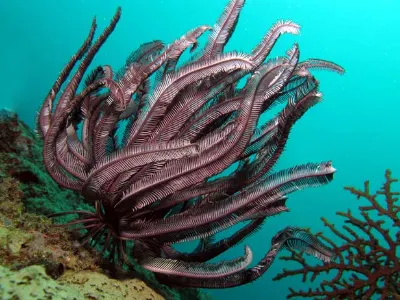 Crinoid 2