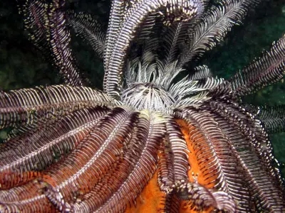 You can view a crinoid walking on this youtube video. <br> http://www.youtube.com/watch?v=Ly4wLT2850A