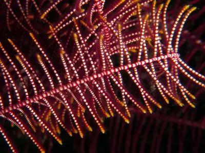 Crinoid Macro