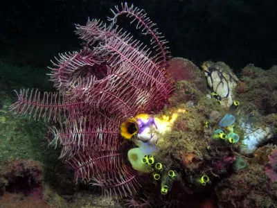Crinoid Tunicate Scene