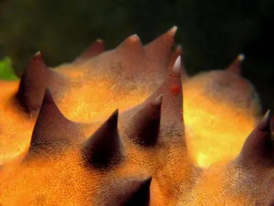 Crown of Thorns Starfish