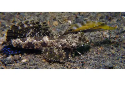 If you are having trouble making out this creature, look for his eye and his red mouth at the right.