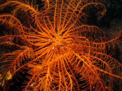 Feather Star