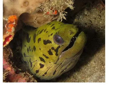 Fibriated Moray