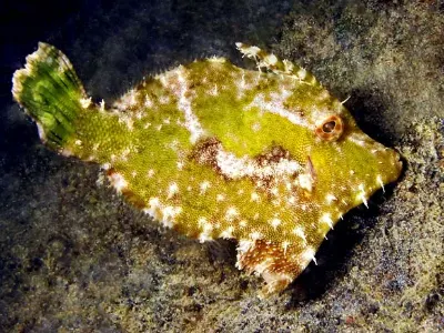 Filefish