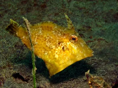 Filefish D