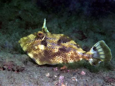 Filefish