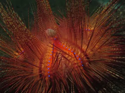 Fire Urchin 2