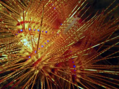 Fire Urchin