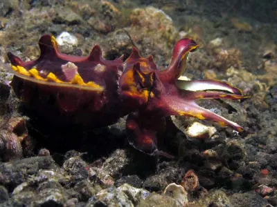 Flamboyant Cuttlefish Agitated