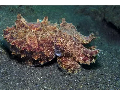 Flamboyant Cuttlefish Calm