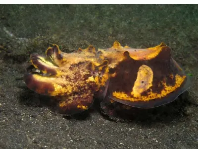 Flamboyant Cuttlefish Very Agitate
