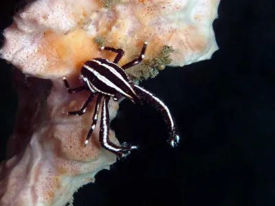 Galletea Elegans Squat Lobster