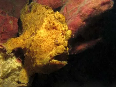 Giant FFrogfish